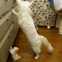 الله اكبر  (@wwwroro3175933) Twitter profile photo