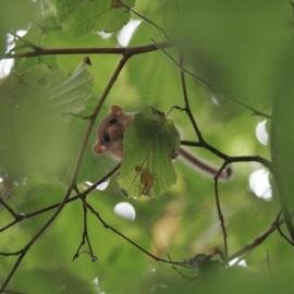 HantsDormice's profile picture. Hampshire Dormouse Group -- Monitoring and Managing Dormice in Hampshire --