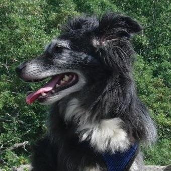 Agility dog, herder, marrow bone lover, green dog, blogger, news hound and Chief Dog at https://t.co/rytJaviF1b!