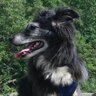 JohannTheDog's profile picture. Agility dog, herder, marrow bone lover, green dog, blogger, news hound and Chief Dog at https://t.co/rytJaviF1b!