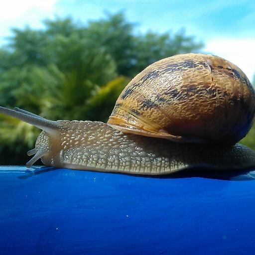 Quicksharefc's profile picture. 