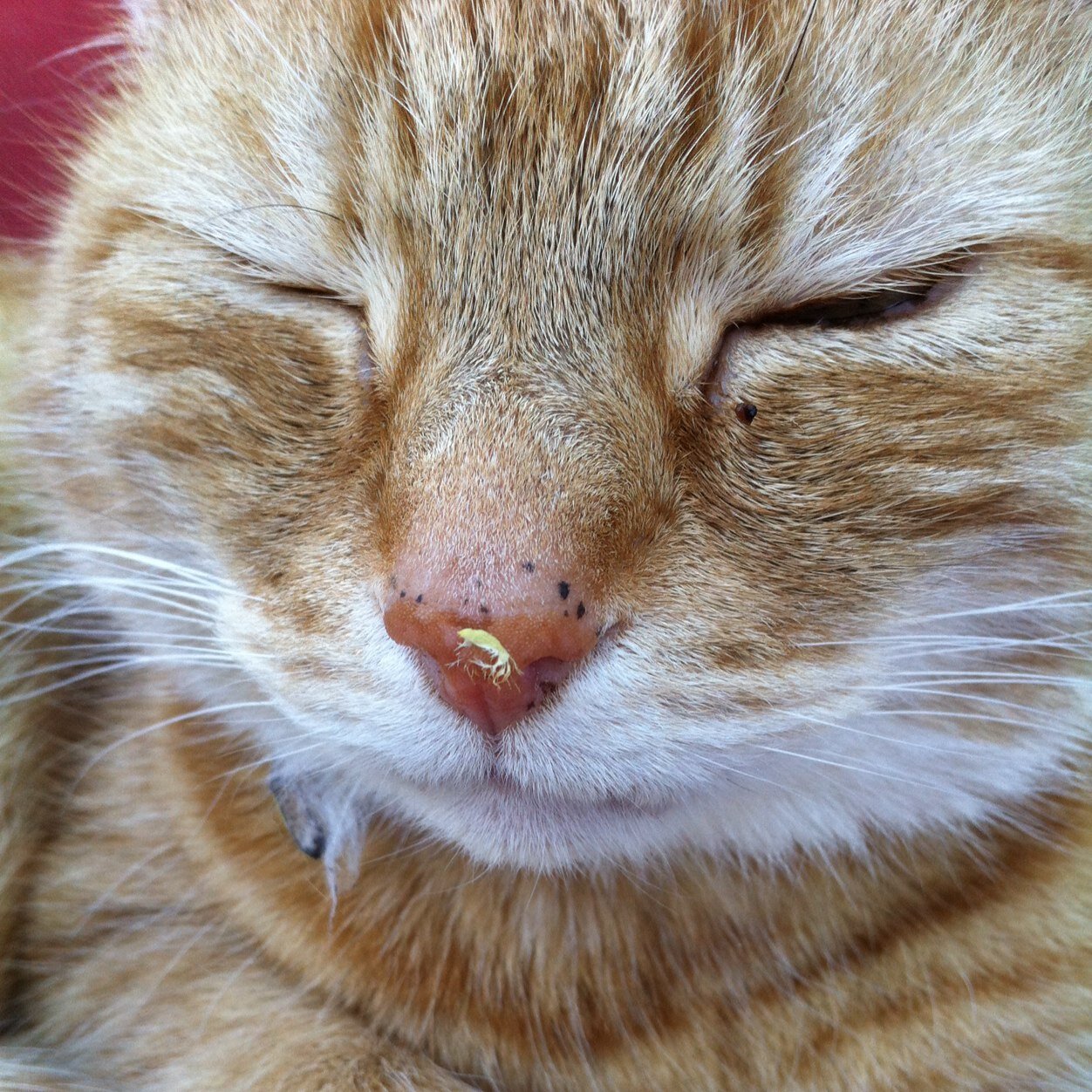 Forget chasing dreams just chase those mice and you'll have everything you need. Much love to all the other kitties out there!