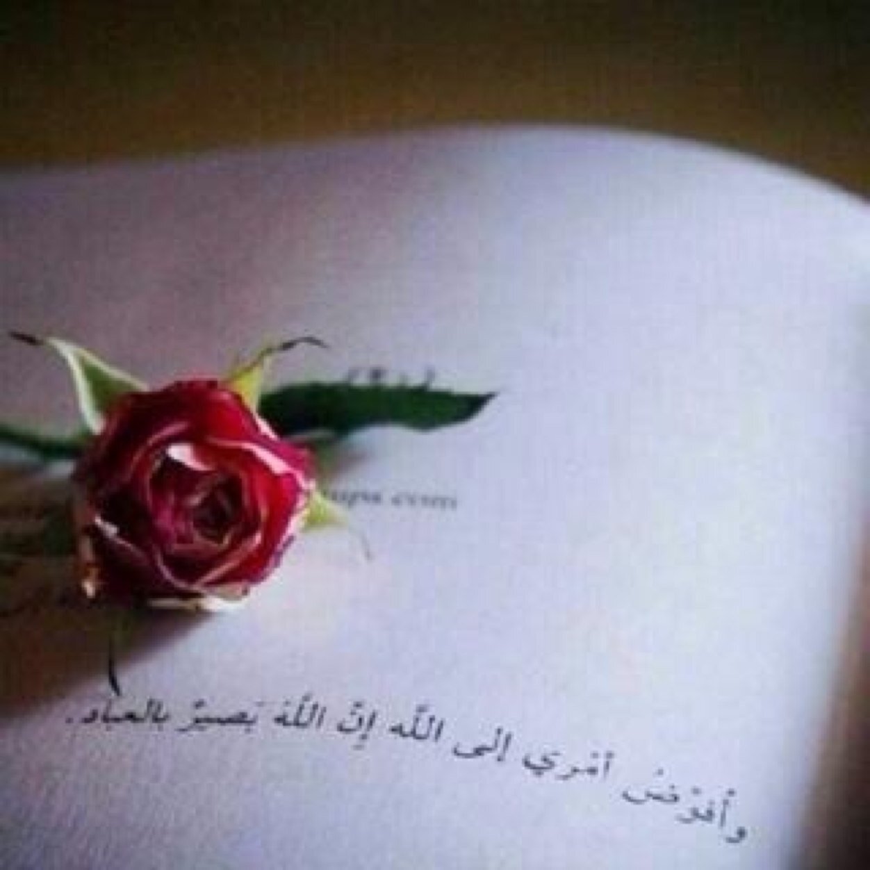 vv92378981's profile picture. 