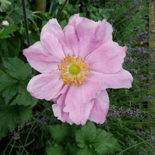 Mumsandangels's profile picture. Help and support for women suffering with a hormonal imbalance.