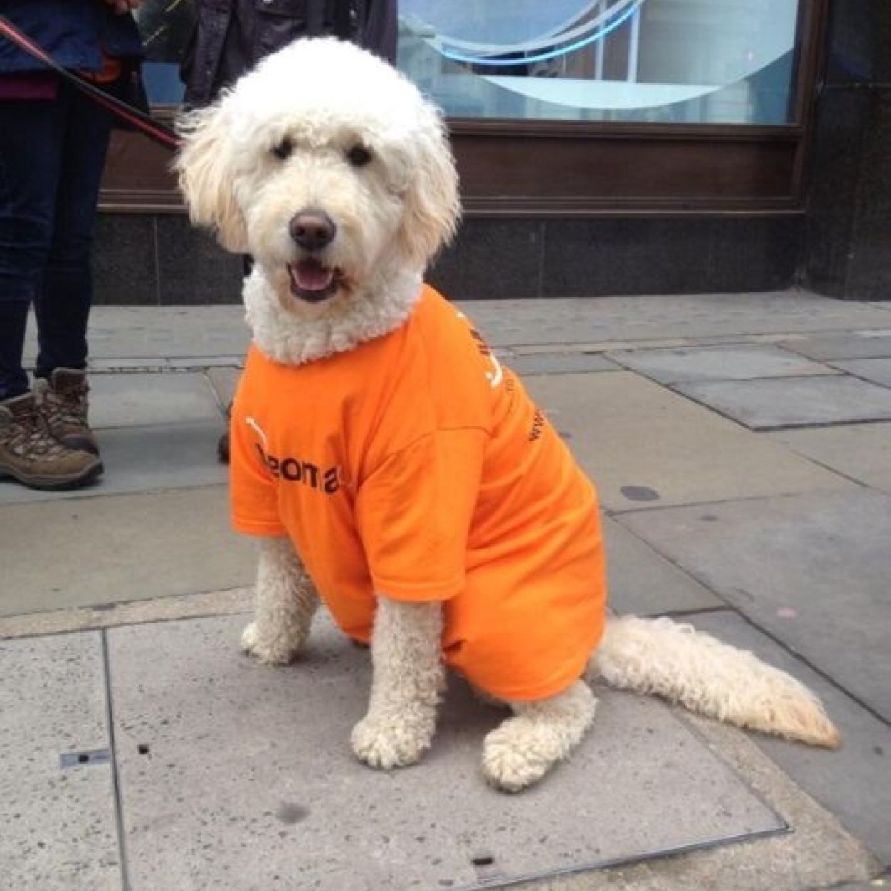 ralphydoodle's profile picture. I'm a handsome Golden Doodle and I'm very sociable. I love everyone and now you can follow me.