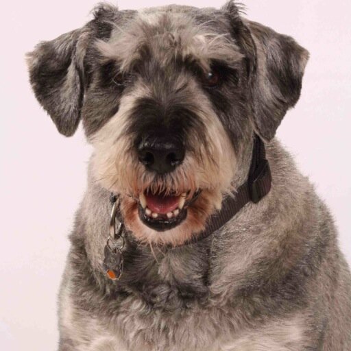 Austin 2000-2013 One of the finest Schnauzers ever to grace the planet.