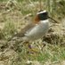 Mark Harper (@harperbirder) Twitter profile photo Mark Harper (@harperbirder) Twitter profile photo