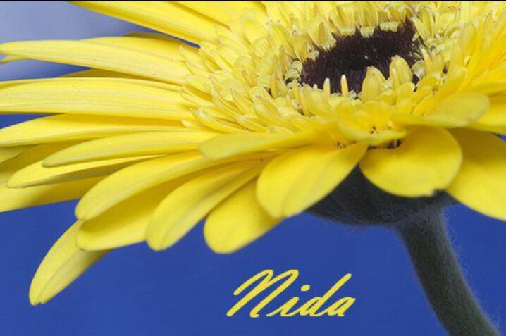 nidafataftah's profile picture. 