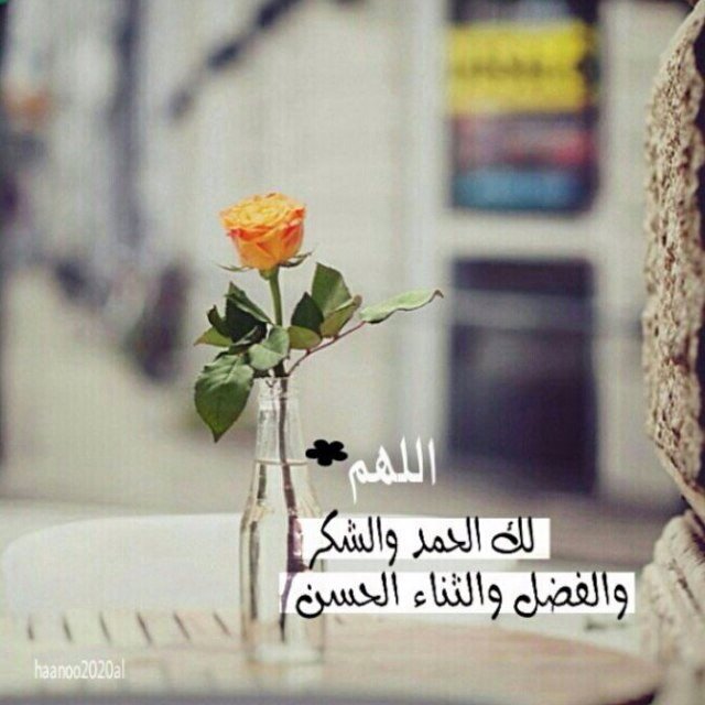 Ms moza