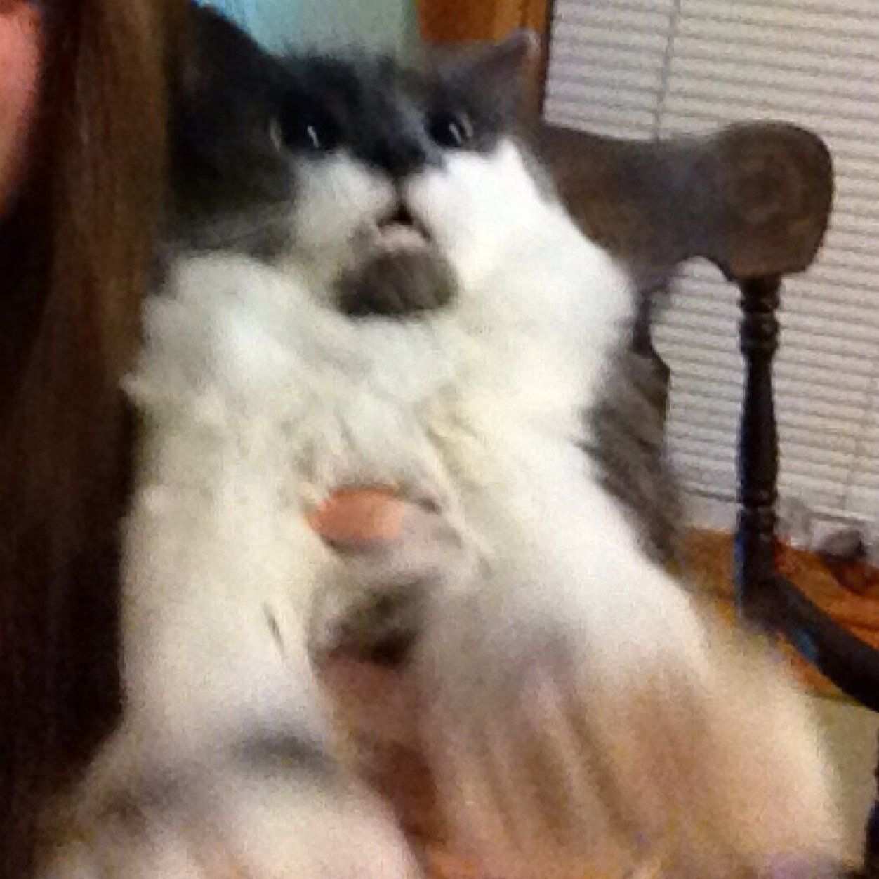 just an average cat trying to conquer the world.