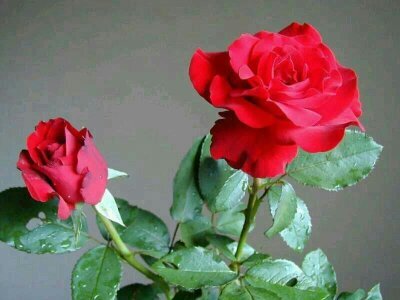 jaipalsingh5687's profile picture. 