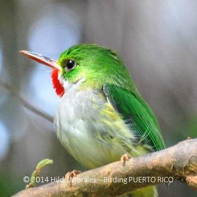 Puerto Rico fully-licensed birding company with 26 yrs of experience. Half, full, multi-day, all-inclusive birding trips. % of your trip to Proyecto Mucarito.