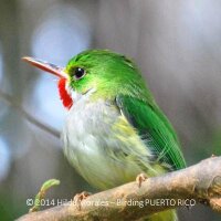 BIRDING PUERTO RICO(@BirdingPRcom) 's Twitter Profile Photo