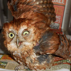 tofu_nugget's profile picture. one time i wore a horse mask to the movie theater and almost got kicked out