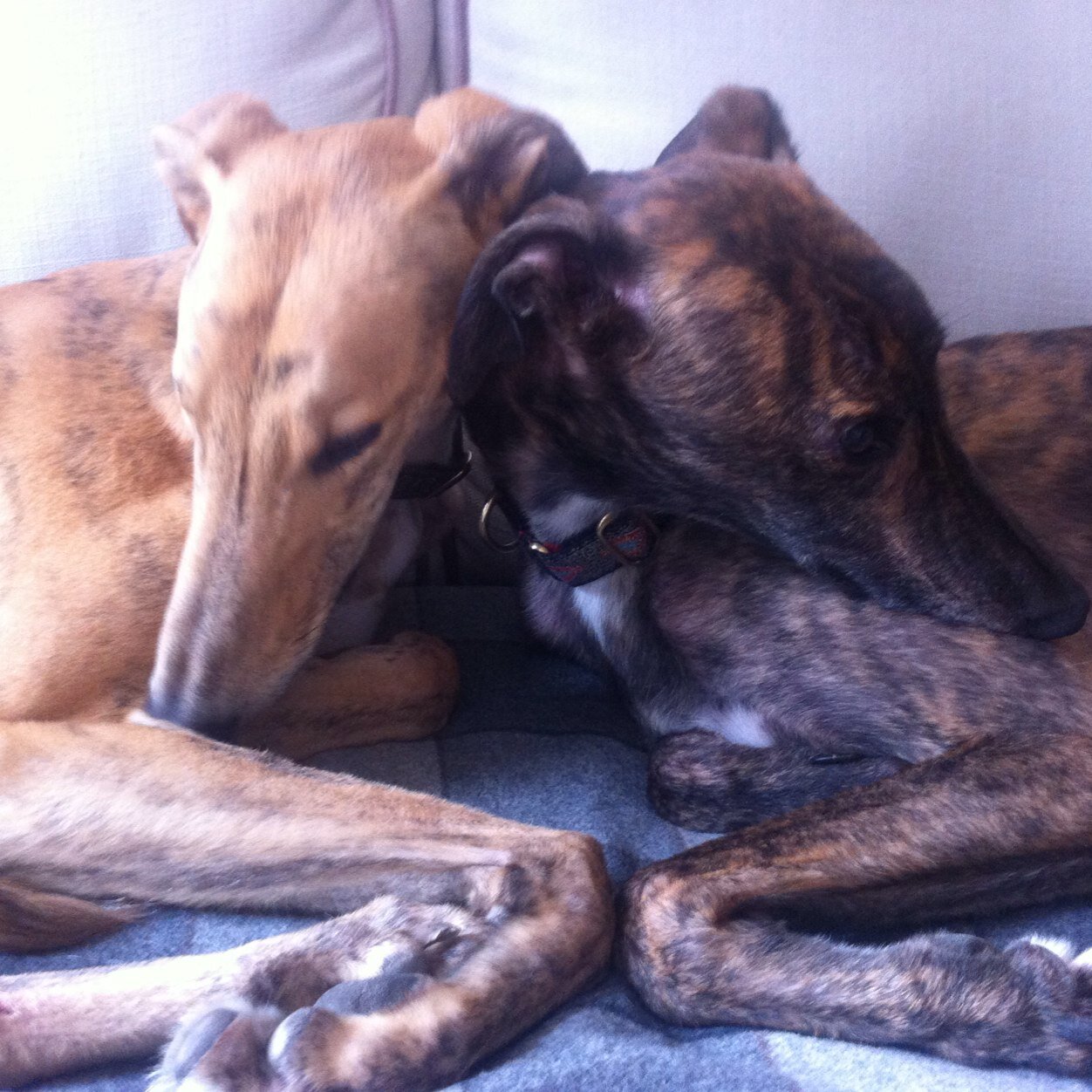 We're Billy & Storm, 2 greyhounds who live together and are best friends. Our favourite thing is waking our mum up at 05.45 every day with our chatting x