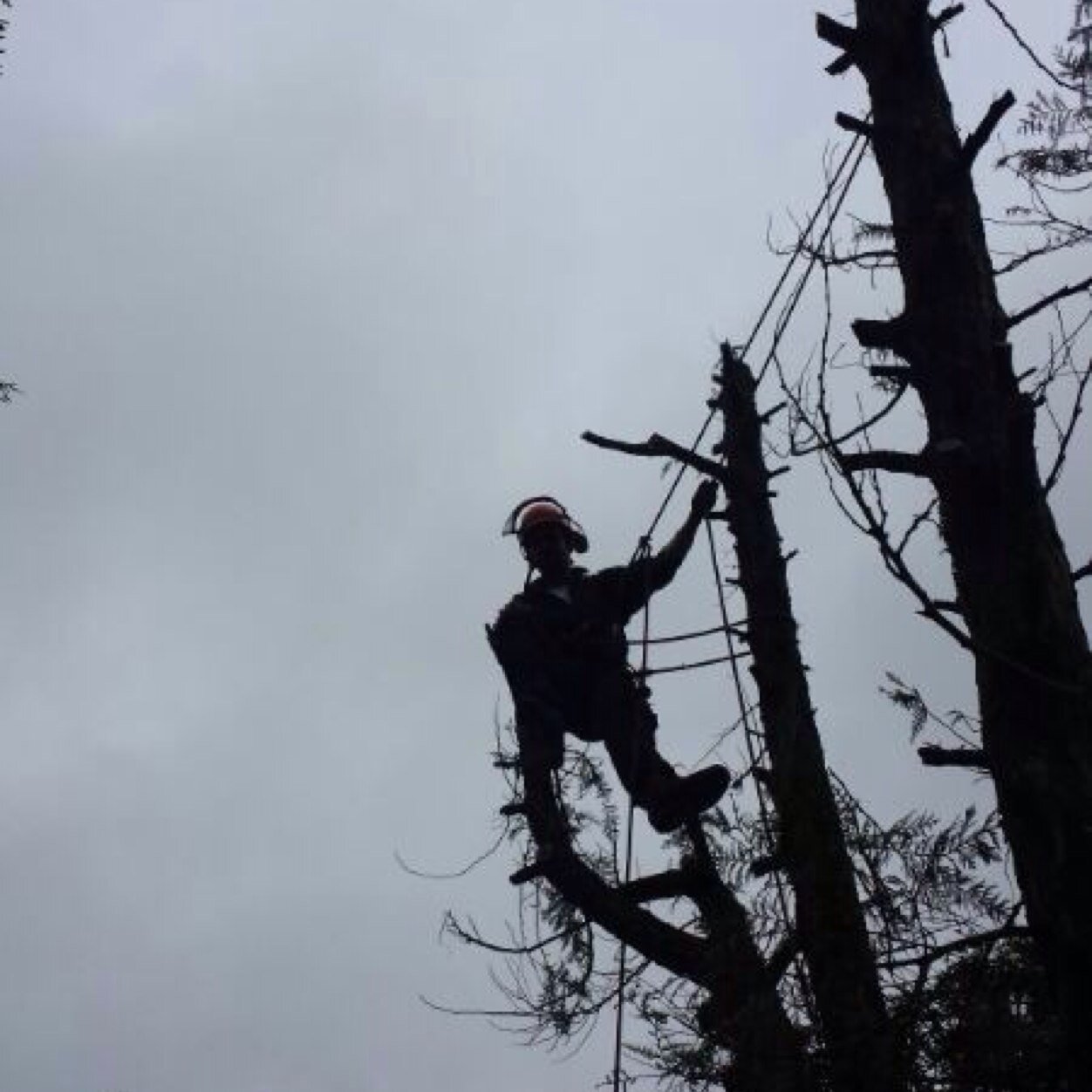 Arborist
