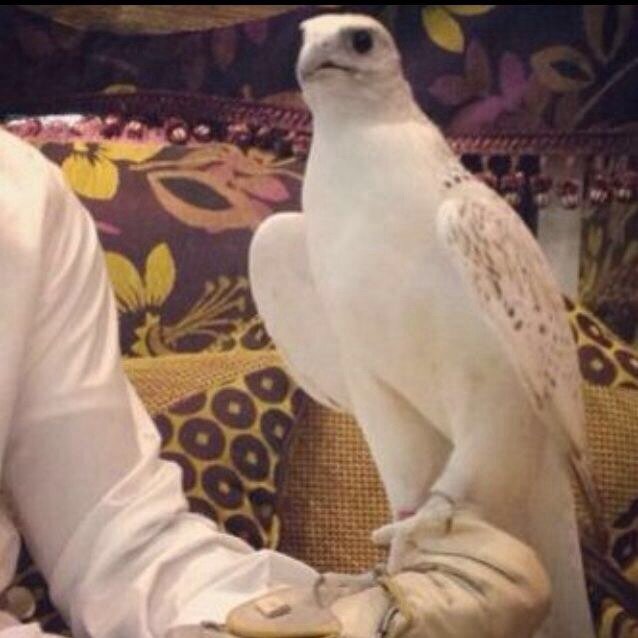 ؛