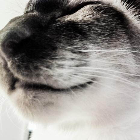 SpealsyColeman's profile picture. 