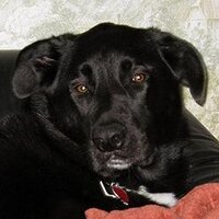 Lynn🇨🇦 (@lynngerridog) 's Twitter Profile Photo Lynn🇨🇦 (@lynngerridog) 's Twitter Profile Photo