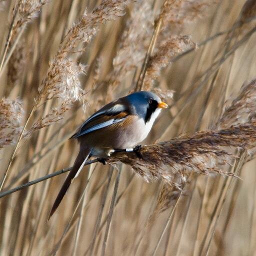 Keen wildlife photographer