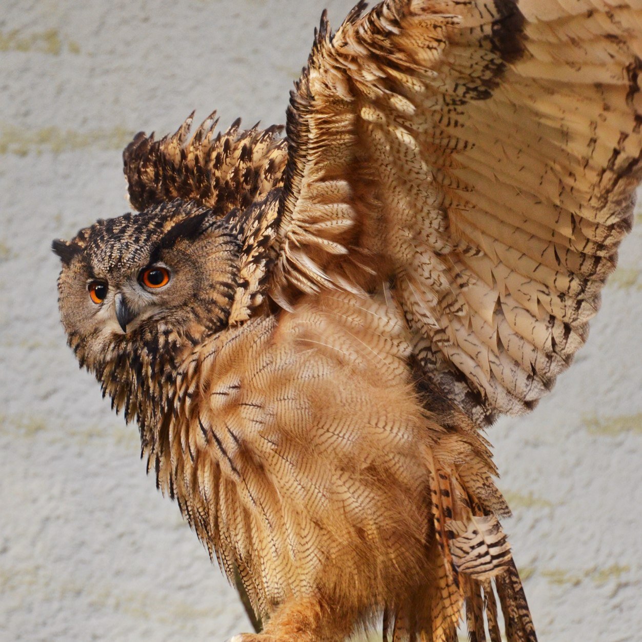 (Natuur)fotografie Koken Muziek Eten Zoo's Fietsen Woody Allen Parijs Vogels en vogelkaarten Alfred Hitchcock Detectives Toerako's Musea