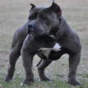 Brandon Uriel Ibarra - @BrandonUrielIba - Twitter