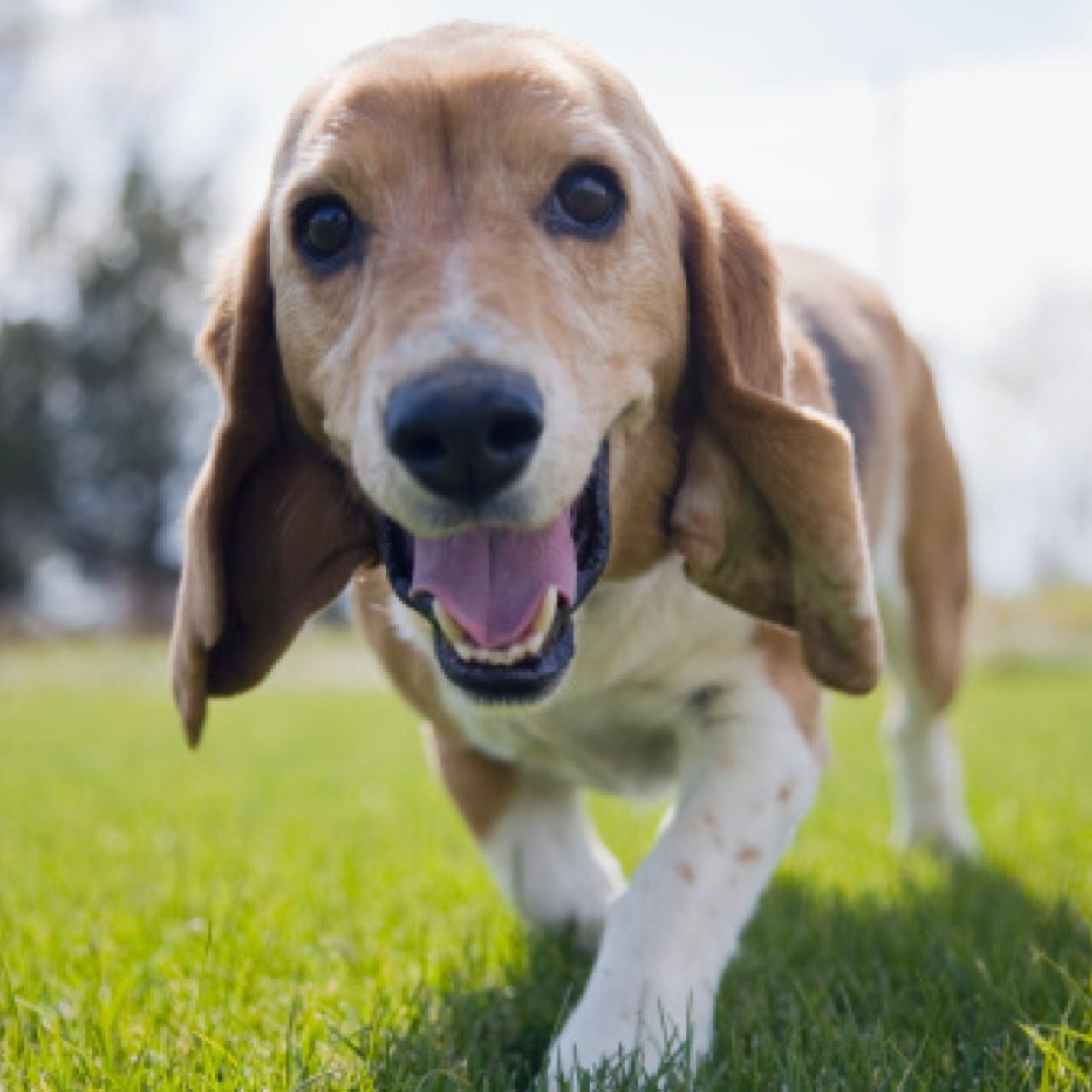Washington DC, Maryland and Northern Va pet friendly lawn care specialist