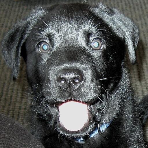 Michigander proud to call Joe Biden my president.  I rescue dogs who need me and give them their forever home.
Atheist.  No one is above the law. MASK UP!