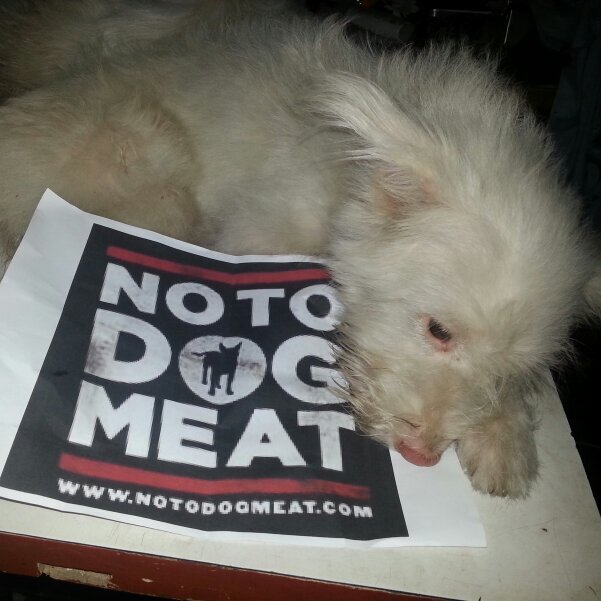 Hyz_Zhelle's profile picture. I have five dogs and two cats. Stop Animal Abuse! No to Fur and Dog/Cat Meat!