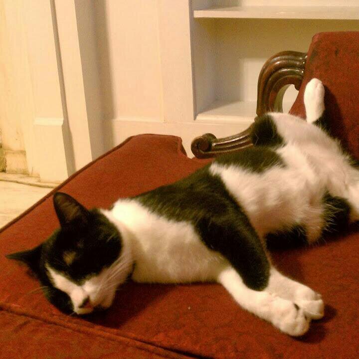 shawniq334's profile picture. 