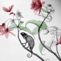 Courtney Lawhn Heath (@lawhn) 's Twitter Profile