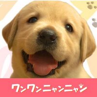 1122(わんわんにゃんにゃん) (@wan2nyan21122) Twitter profile photo