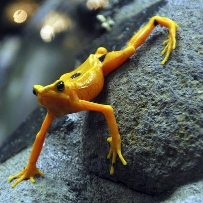 Somos un grupo de jóvenes comprometidos con la naturaleza. Tenemos como propósito aportar opiniones e ideas para contribuir a la conservación del medio ambiente