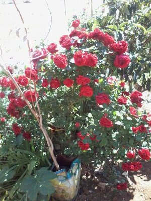 ‏احب الجمال واعشقه