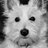 ChacotheDog's profile image