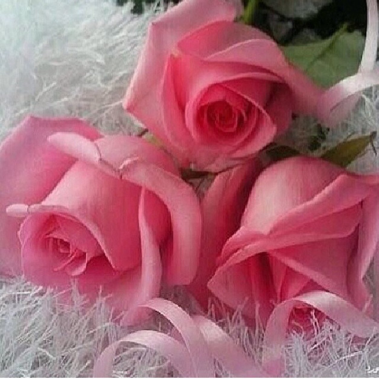 سبحان الله والحمدالله والله أكبر🌹