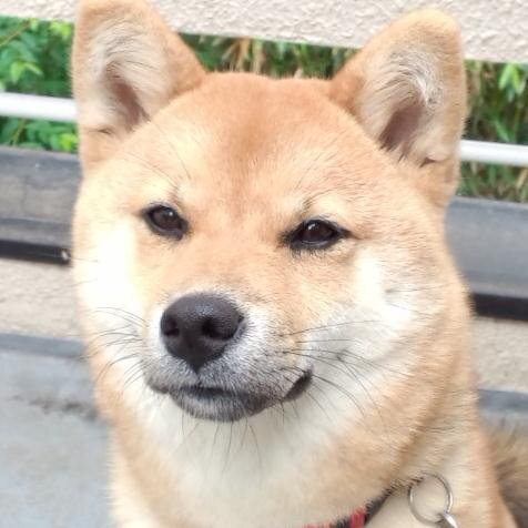 家族が増えました。柴犬の女の子です。 関節リウマチの痛みと日々闘っています。