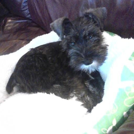 I'm a baby Schnauzer. I sniff. I chew. I scratch. I poo. Oh, and I'm smart, and pretty cute too.