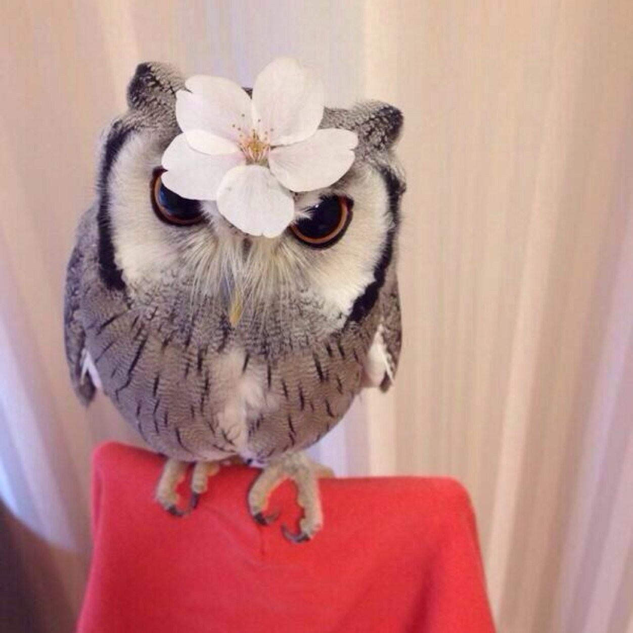 白梟 Owl 0610 Twitter 白梟 Owl 0610 Twitter