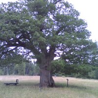 witwe bolte (@witwebolte1) 's Twitter Profile
