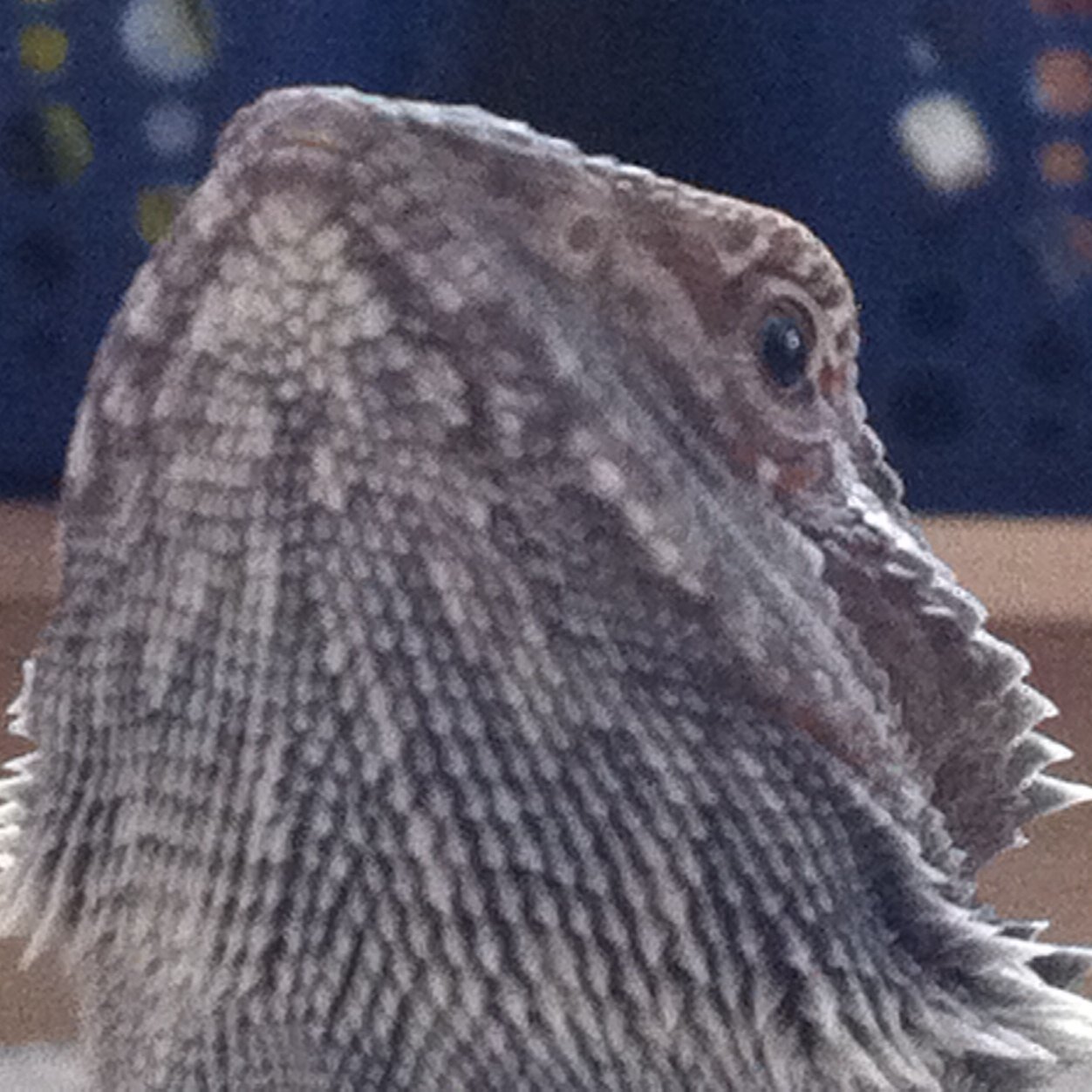 TylerBalloooos6's profile picture. 