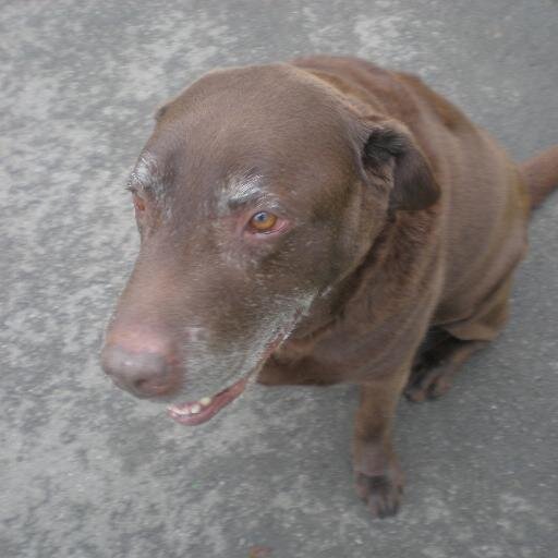 crikeycoxy's profile picture. angry and active to accelerate progressive action everywhere