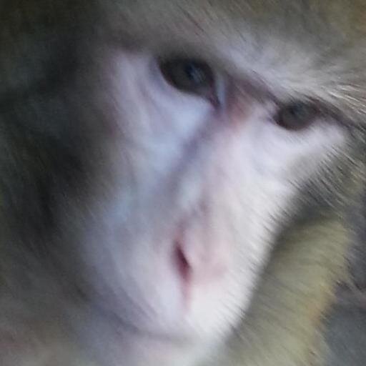Rescuing Exotic & Domestic Animals. We provide care for Primates w/Special Needs. A No Kill, 501 (c)(3) Non Profit Organization promoting Conservation.