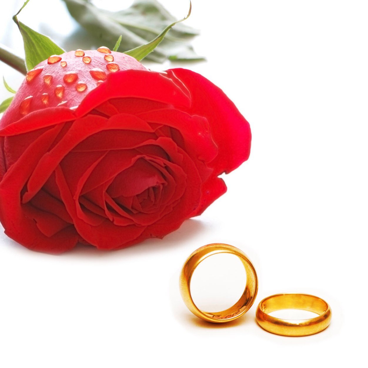 For The Lovebirds