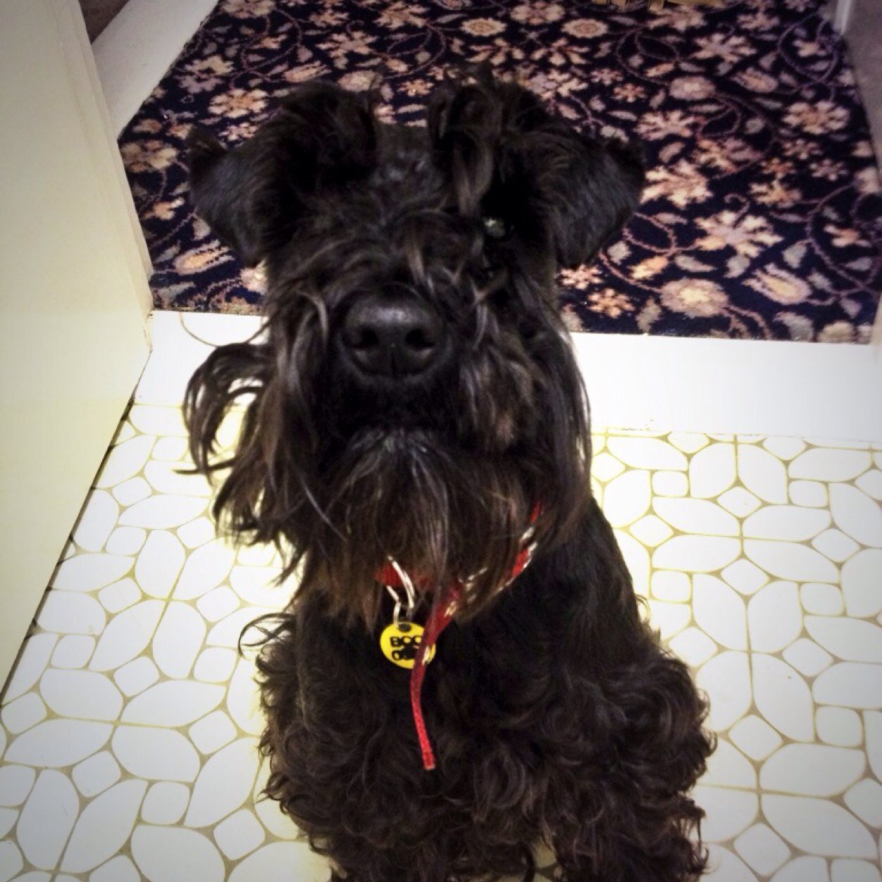 SeamusGallaghe4's profile picture. 