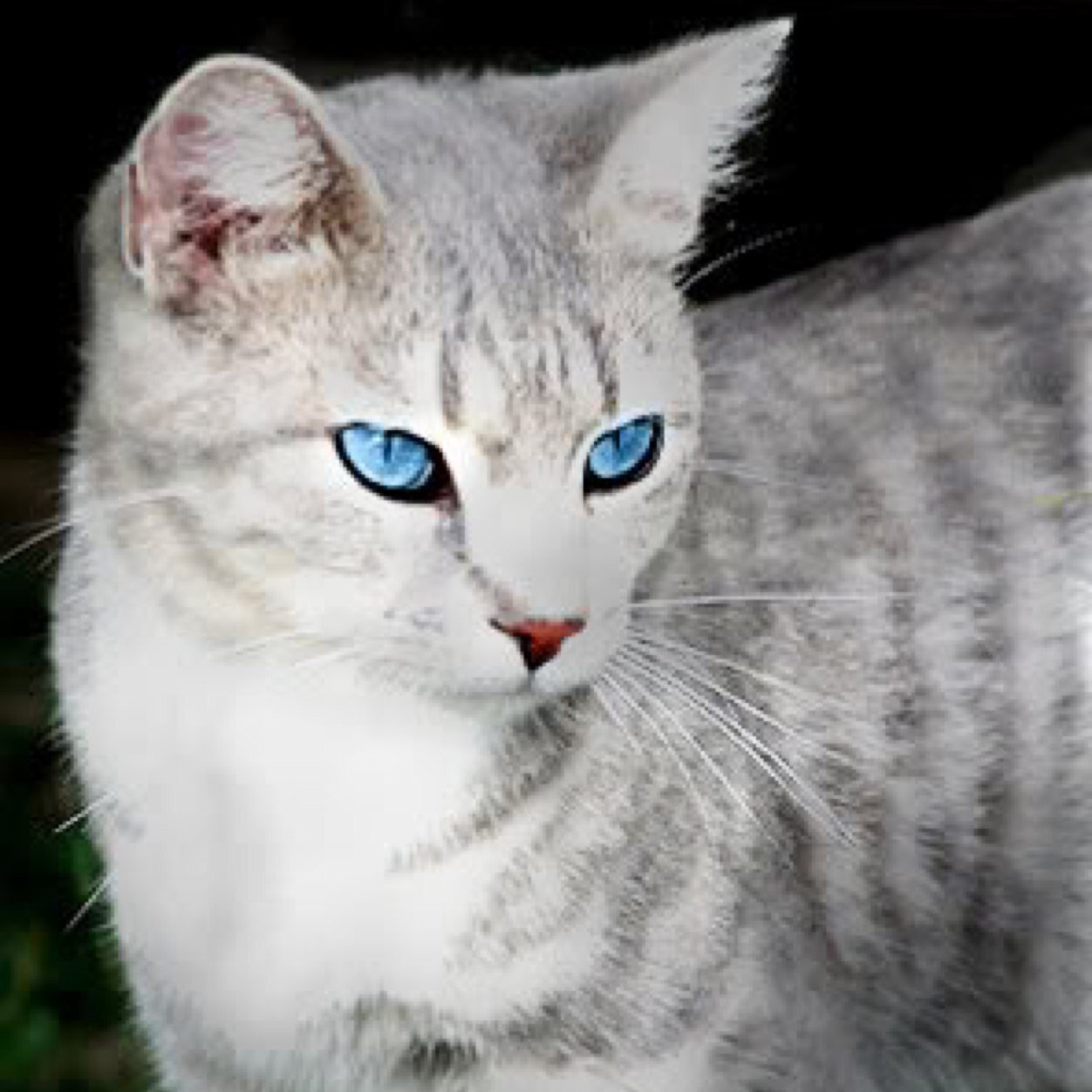 Is a pretty young white-gray she cat. 11 moons old. Mother of @_Cottonkit. Daughter of Jaystar and Feathertail. Only lucky cats get to win my heart.