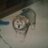 ramsesmarquezar's profile image