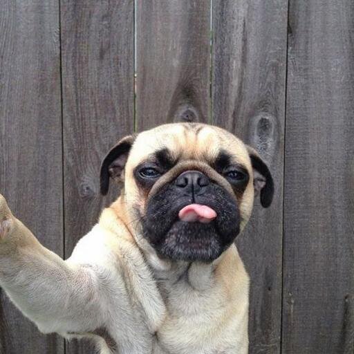 Twitter Dedicado a frases y Selfies de toda españa .AZ tu selfie y compartelo para que toda españa lo vea.