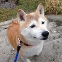 柴犬リンジー (@engeijyomuseum) 's Twitter Profile Photo