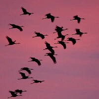 Strong Urge To Fly (@strongurgetofly) 's Twitter Profile
